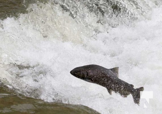 October 12, 2025 Salmon 1629