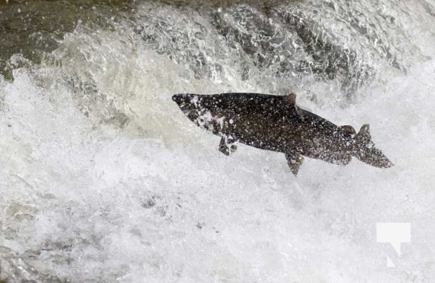 October 12, 2025 Salmon 1630