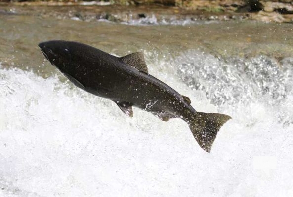 October 12, 2025 Salmon 1631