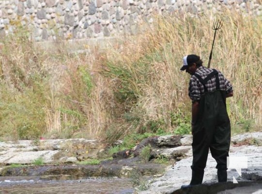 October 12, 2025 Salmon 1632