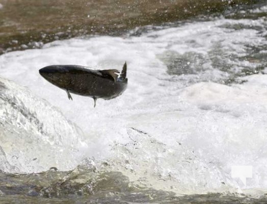 October 12, 2025 Salmon 1633