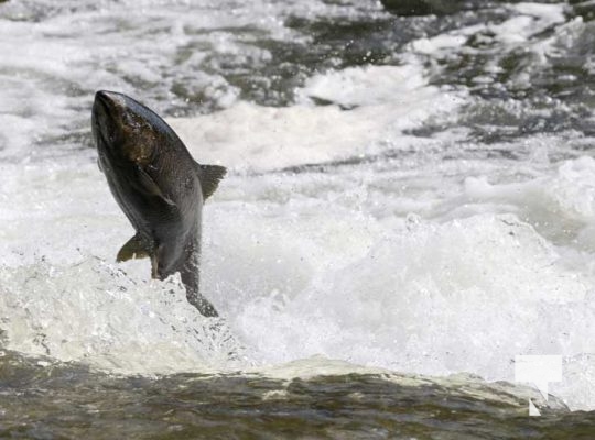 October 12, 2025 Salmon 1634