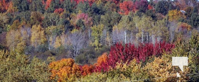 October 16, 2025 Fall Colours Cobourg Hamilton Township Rice Lake 1785