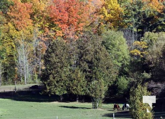 October 16, 2025 Fall Colours Cobourg Hamilton Township Rice Lake 1789