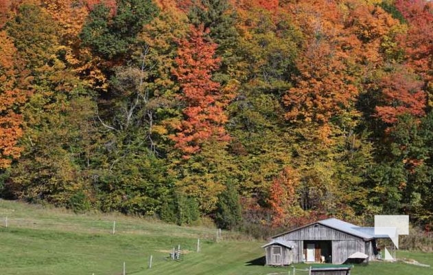 October 16, 2025 Fall Colours Cobourg Hamilton Township Rice Lake 1790