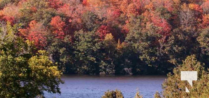 October 16, 2025 Fall Colours Cobourg Hamilton Township Rice Lake 1797