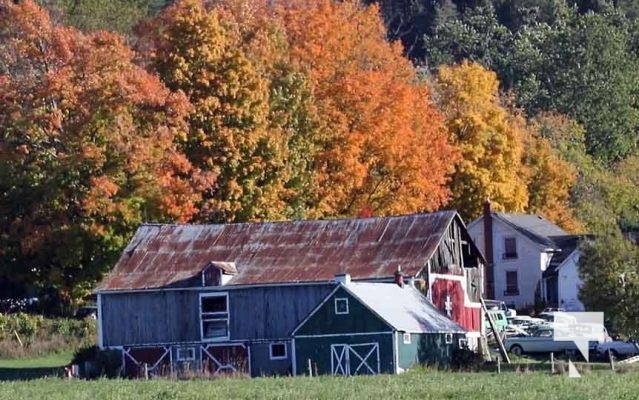 October 16, 2025 Fall Colours Cobourg Hamilton Township Rice Lake 1800