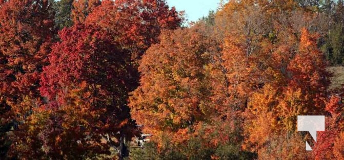 October 16, 2025 Fall Colours Cobourg Hamilton Township Rice Lake 1801