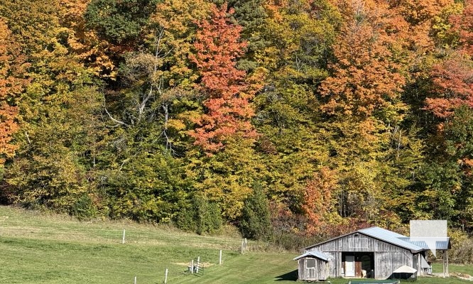 October 16, 2025 Fall Colours Cobourg Hamilton Township Rice Lake 1808