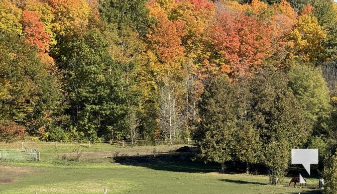 October 16, 2025 Fall Colours Cobourg Hamilton Township Rice Lake 1809