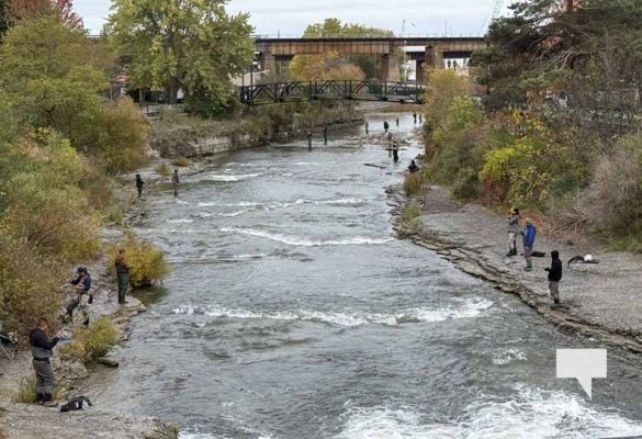 October 17, 2025 Ganaraska River Salmon Rainbow 1847
