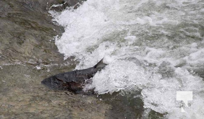 October 17, 2025 Ganaraska River Salmon Rainbow 1848
