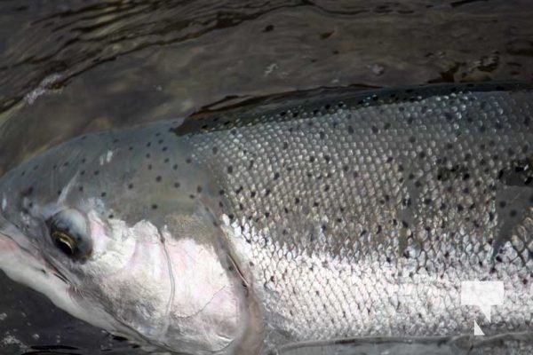 October 17, 2025 Ganaraska River Salmon Rainbow 1849