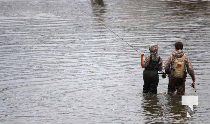 October 17, 2025 Ganaraska River Salmon Rainbow 1852