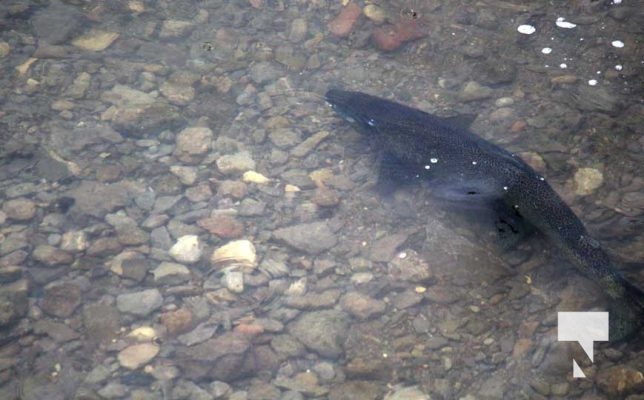 October 17, 2025 Ganaraska River Salmon Rainbow 1853
