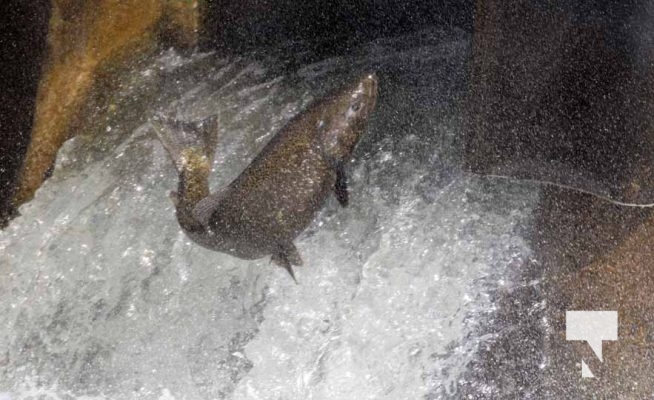 October 5, 2025 Salmon Corbetts Dam 1419