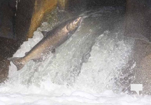 October 5, 2025 Salmon Corbetts Dam 1420