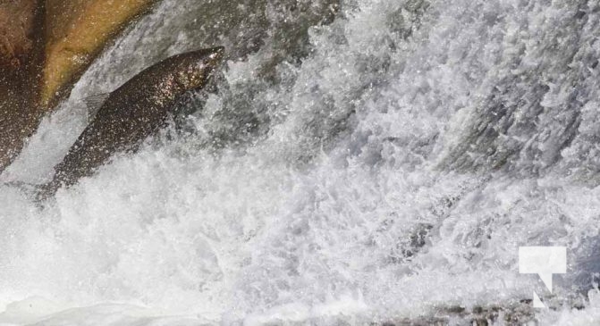 October 5, 2025 Salmon Corbetts Dam 1421