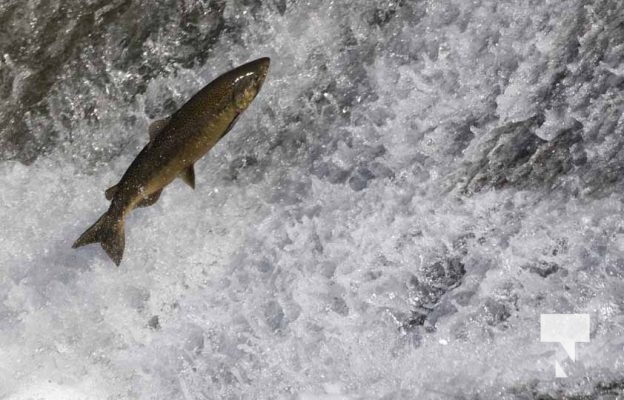 October 5, 2025 Salmon Corbetts Dam 1422
