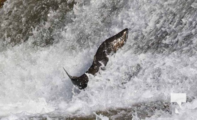 October 5, 2025 Salmon Corbetts Dam 1423