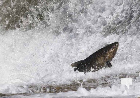 October 5, 2025 Salmon Corbetts Dam 1424