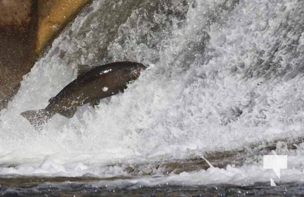 October 5, 2025 Salmon Corbetts Dam 1425