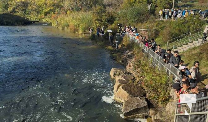 October 5, 2025 Salmon Corbetts Dam 1426