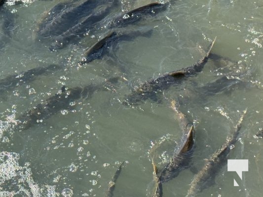 October 5, 2025 Salmon Corbetts Dam 1427