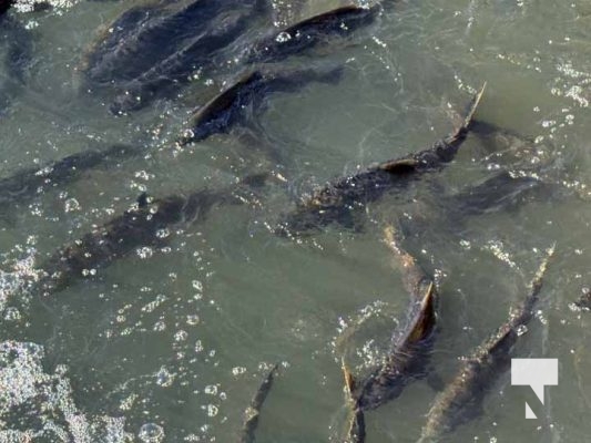 October 5, 2025 Salmon Corbetts Dam 1428