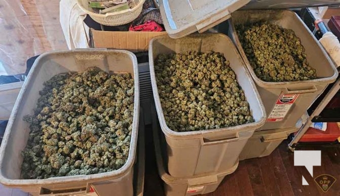 Dried Illicit Cannabis Bud