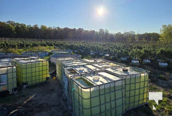 Illicit Cannabis (1)