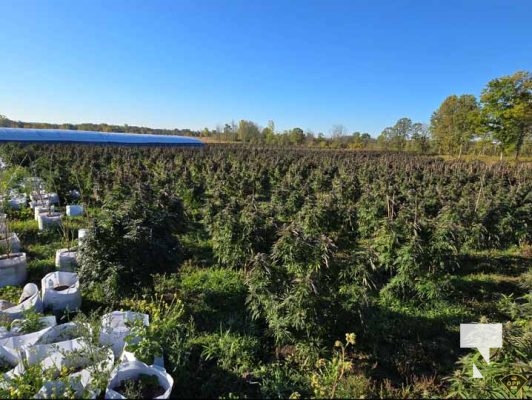 Illicit Cannabis (2)