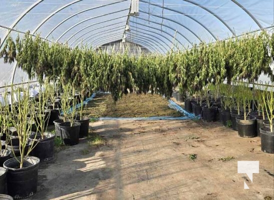 Illicit Cannabis (3)