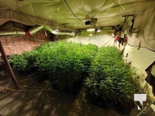 Illicit Cannabis Plants (2)