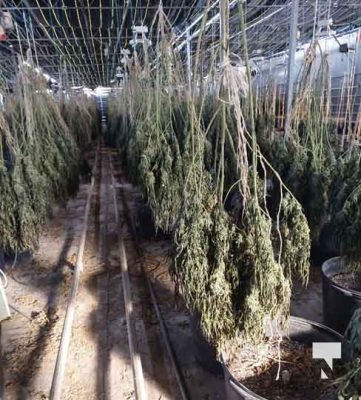 Illicit Cannabis Plants