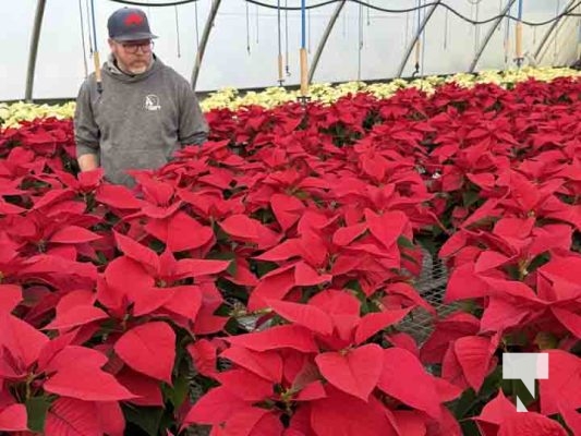 November 12, 2025 Rick Cromlish poinsettia 2631