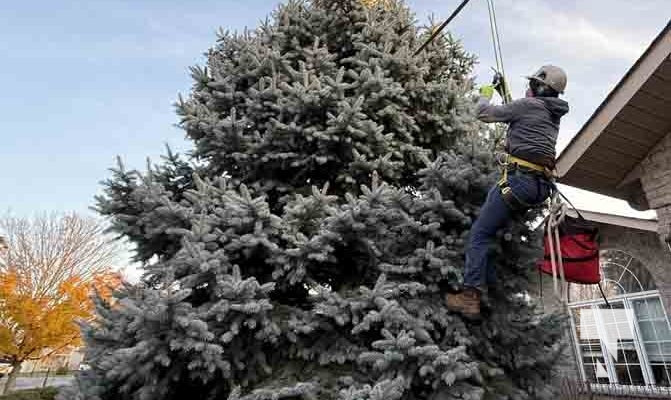 November 14, 2025 Christmas Magic trees 2652