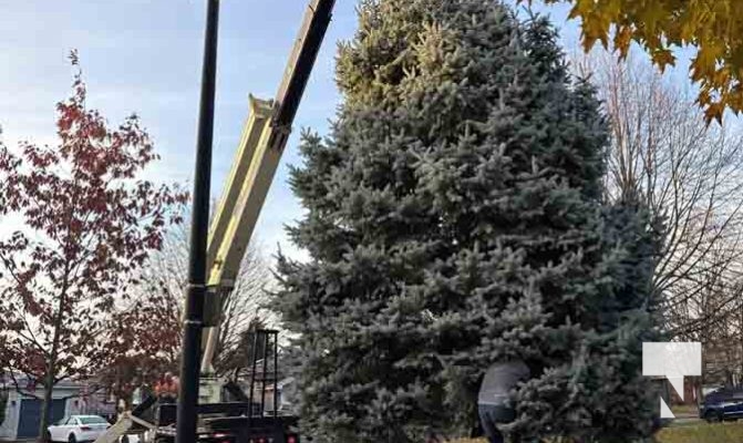 November 14, 2025 Christmas Magic trees 2653