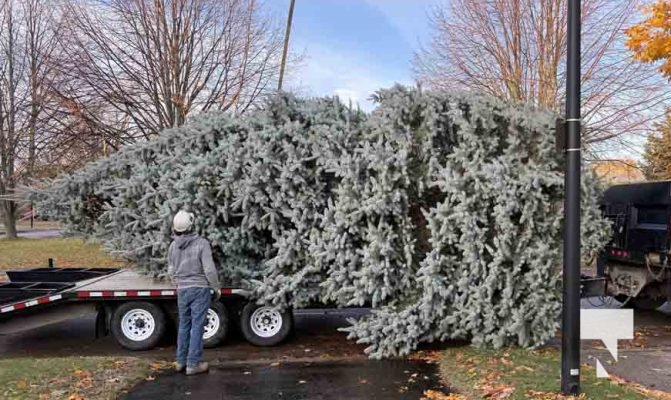 November 14, 2025 Christmas Magic trees 2654