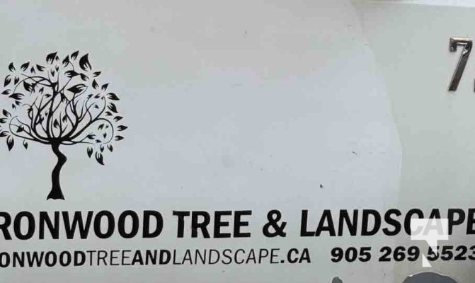 November 14, 2025 Christmas Magic trees 2655