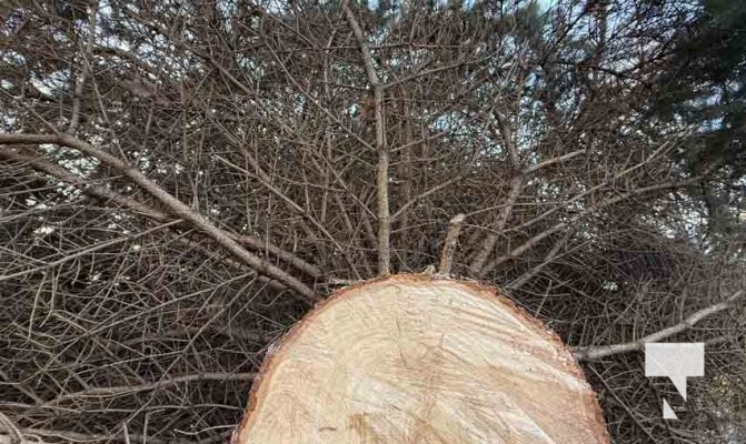 November 14, 2025 Christmas Magic trees 2656