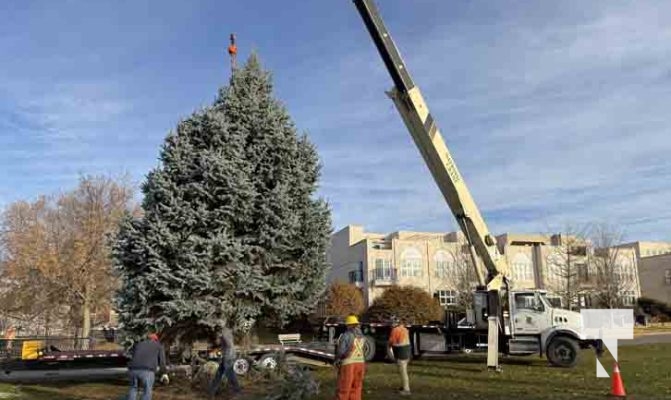 November 14, 2025 Christmas Magic trees 2657