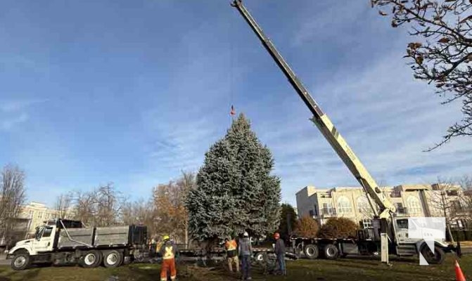 November 14, 2025 Christmas Magic trees 2658