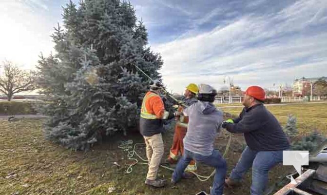 November 14, 2025 Christmas Magic trees 2659