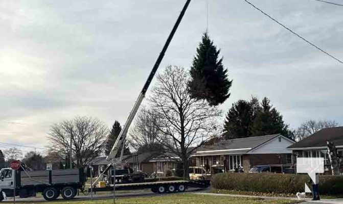 November 14, 2025 Christmas Magic trees 2660