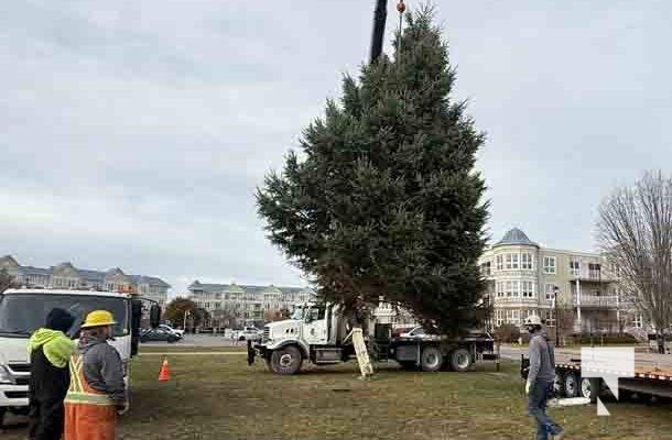 November 14, 2025 Christmas Magic trees 2661