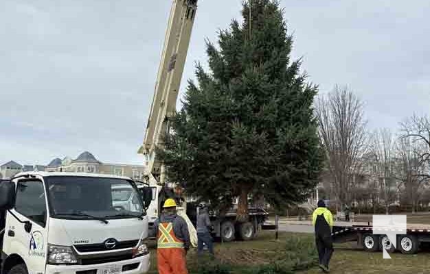 November 14, 2025 Christmas Magic trees 2662