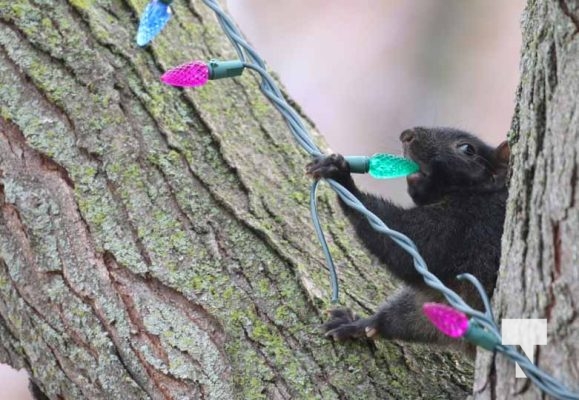 November 23, 2025 Christmas Magic Squirrels 2966