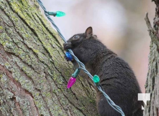 November 23, 2025 Christmas Magic Squirrels 2968