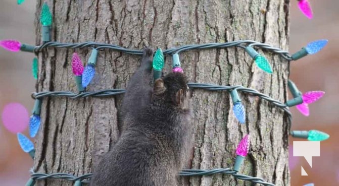 November 23, 2025 Christmas Magic Squirrels 2970